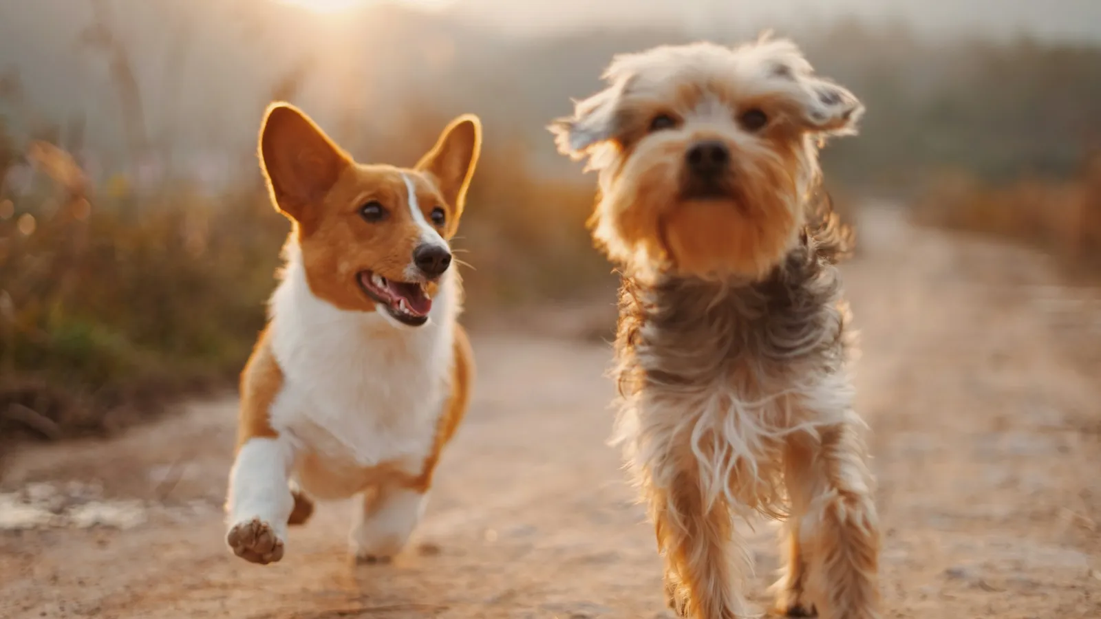 Hund bei der Krankengymnastik