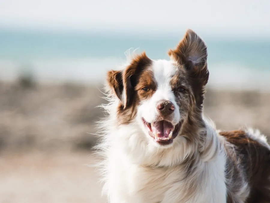 Tina Weiser mit einem Hund — vertrauensvolle Zusammenarbeit