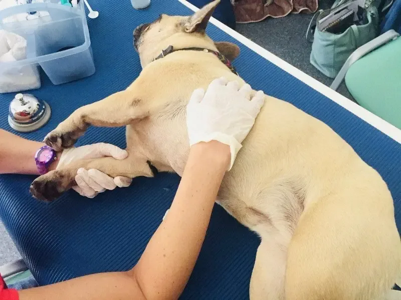 Blutegeltherapie am Hund — natürliche Schmerzlinderung