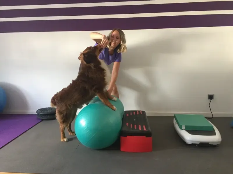 Arthrosebehandlung beim Hund — Physiotherapie für mehr Beweglichkeit