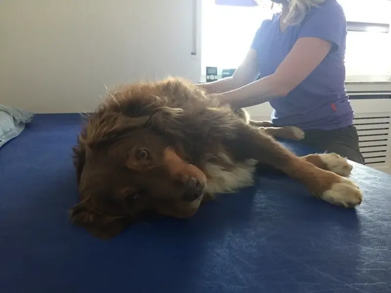 Manuelle Lymphdrainage am Hund — sanfte Entstauungstherapie