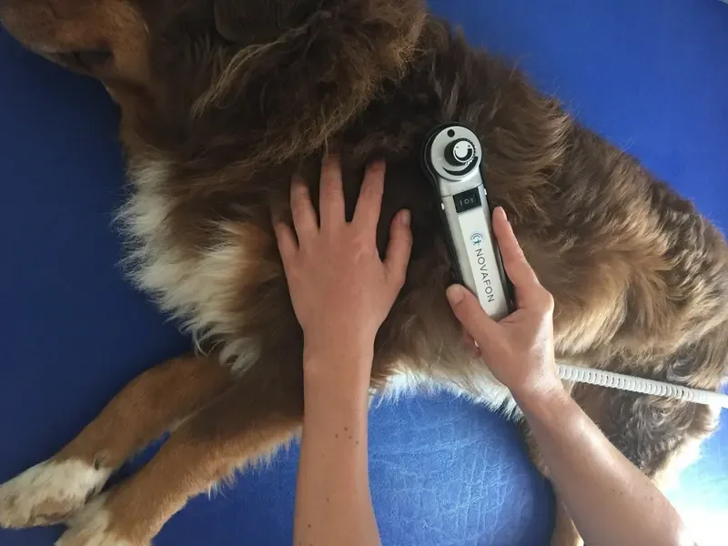 Manuelle Therapie am Hund — gezielte Mobilisation der Wirbelsäule