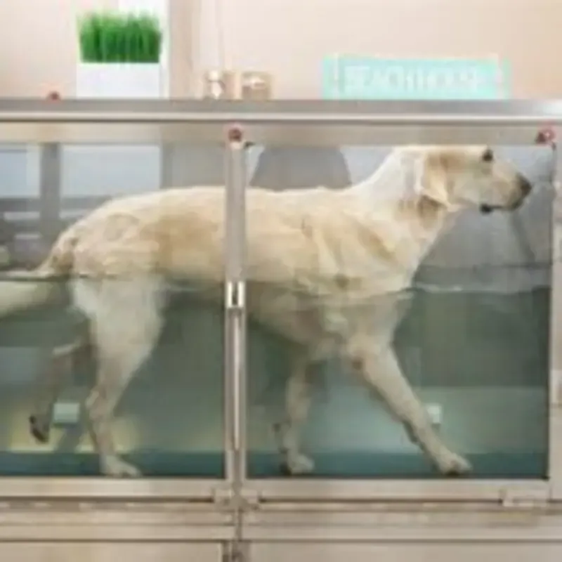 Hund auf dem Unterwasserlaufband in der Praxis gesHunde Pfoten